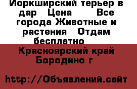 Йоркширский терьер в дар › Цена ­ 1 - Все города Животные и растения » Отдам бесплатно   . Красноярский край,Бородино г.